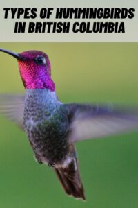 Types of Hummingbirds in British Columbia