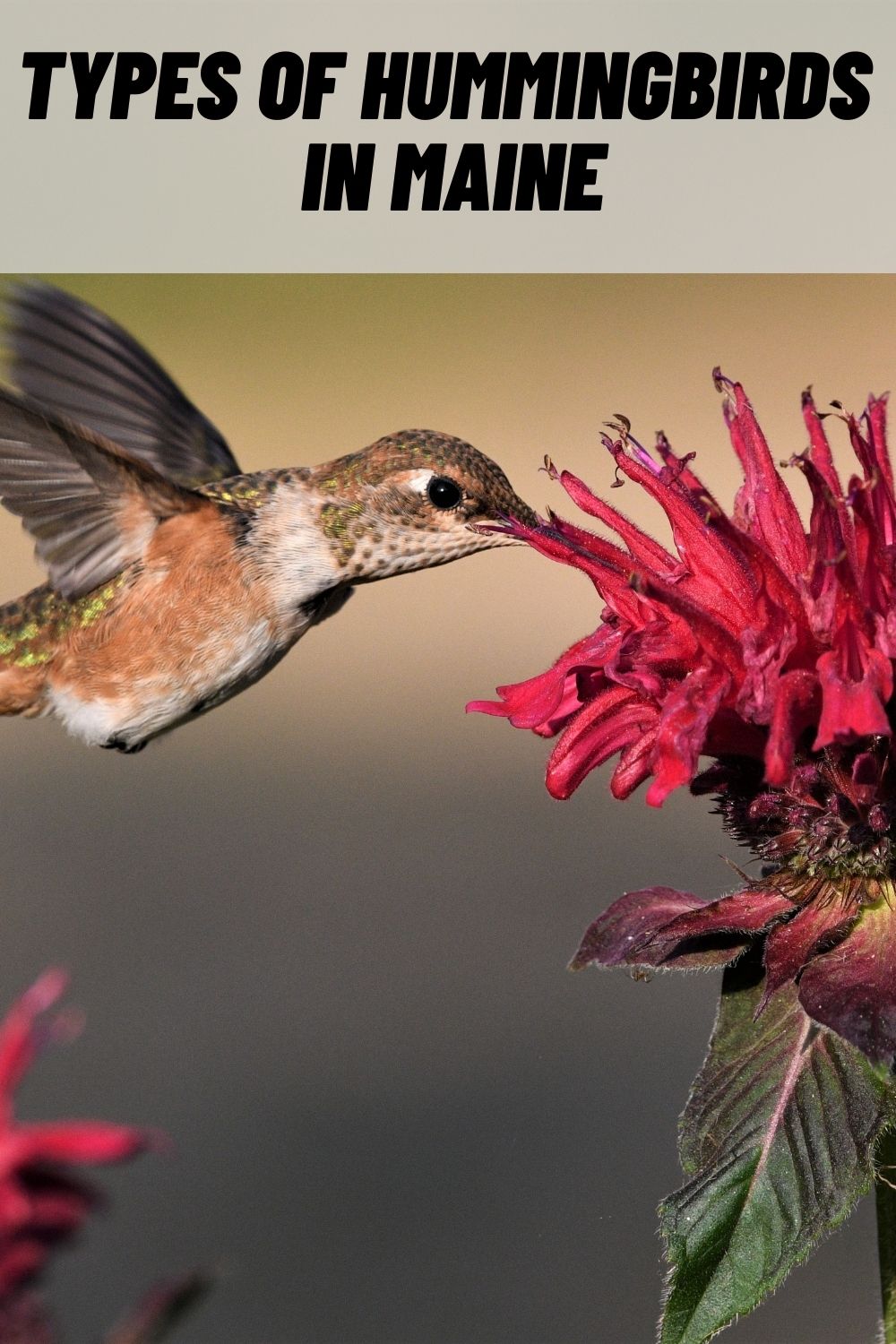 4 Types of Hummingbirds in Maine (with Pictures) (2023)