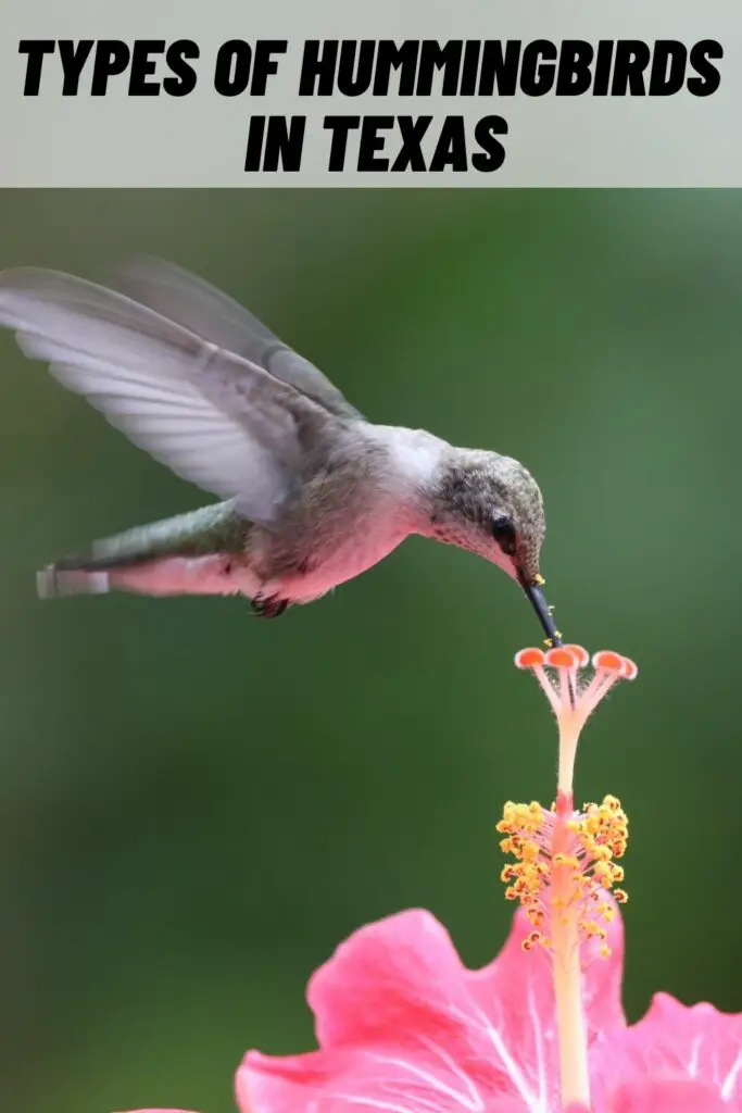 hummingbirds in texas