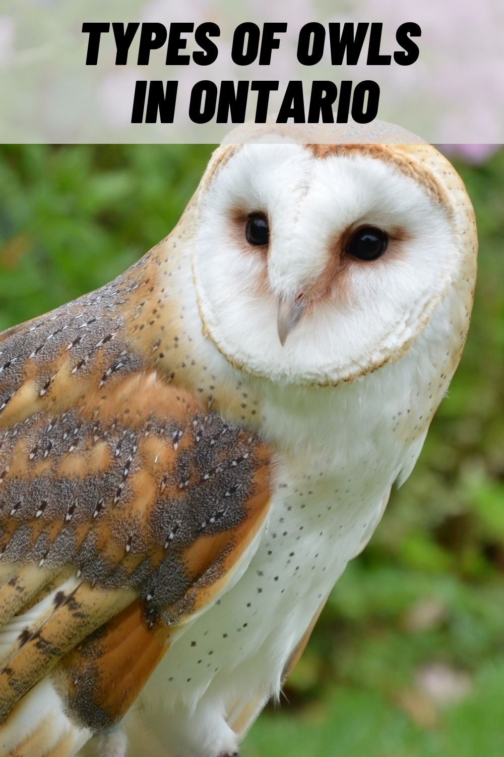 11 Types of Owls in Ontario (with Pictures)