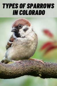 Types of Sparrows in Colorado