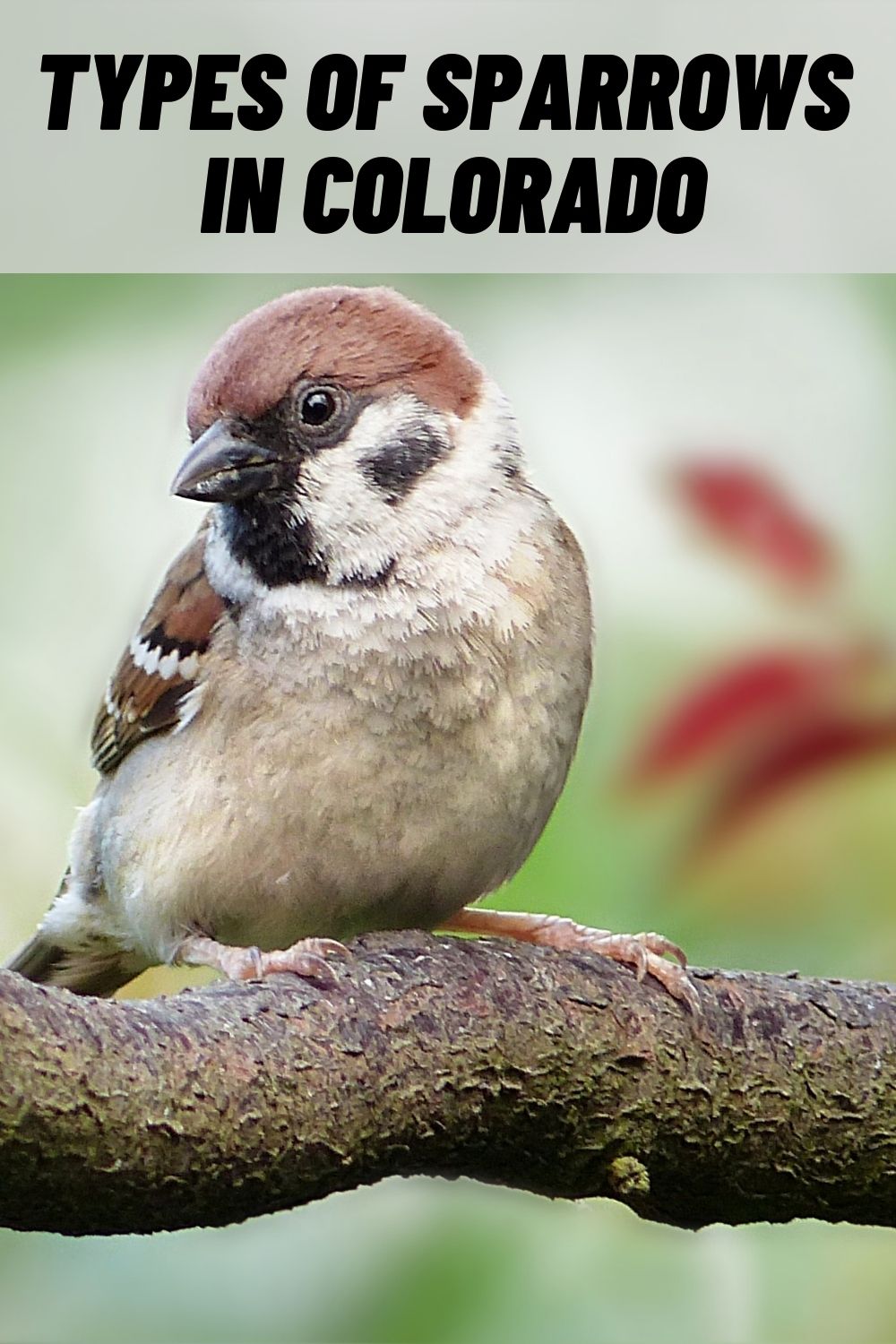 18-types-of-sparrows-in-colorado-with-pictures
