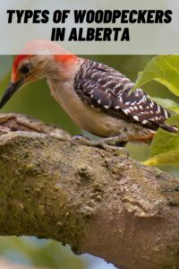 Types of Woodpeckers in Alberta