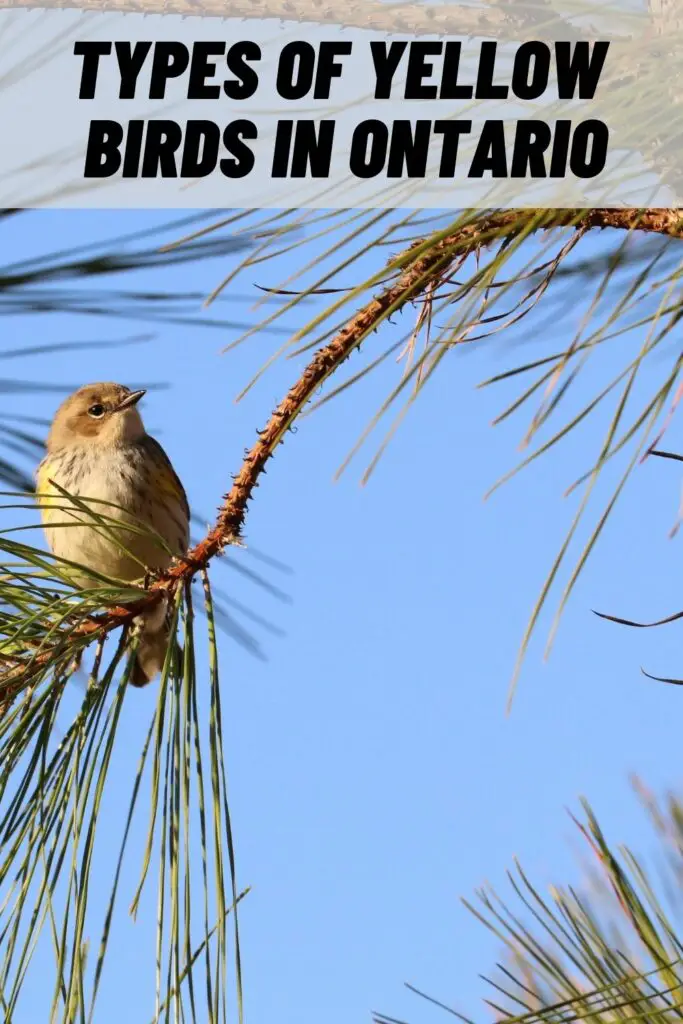 Types of Yellow Birds in Ontario