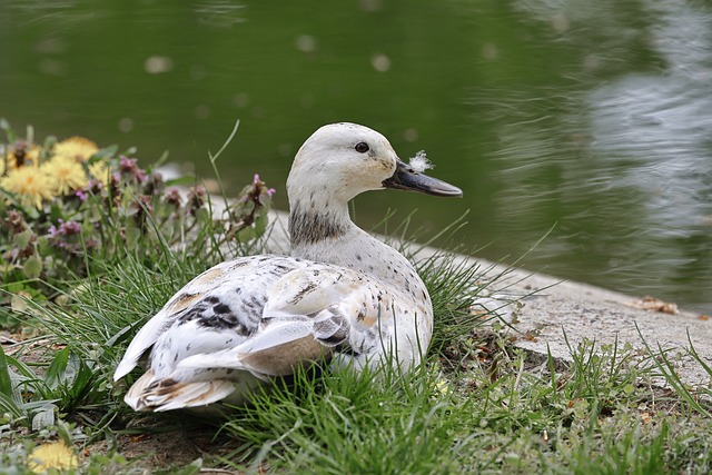 Welsh Harlequin