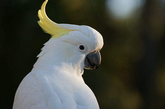 White Cockatoo