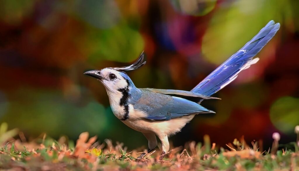 White-throated Magpie-Jay