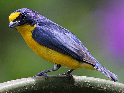 Yellow-throated Euphonia