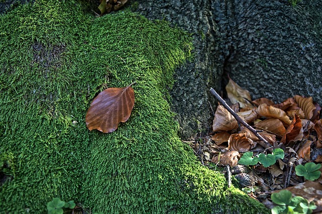 leaf litter