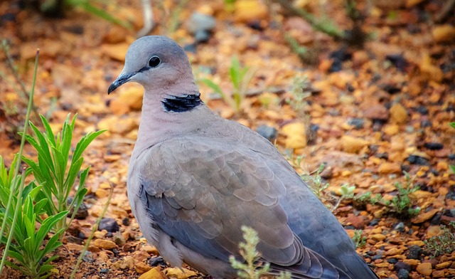 African Collared-Dove