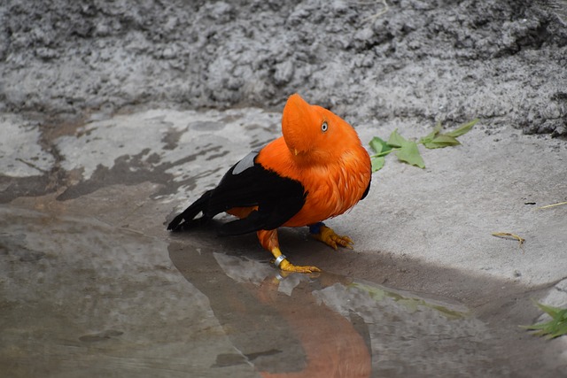 Andean Cock