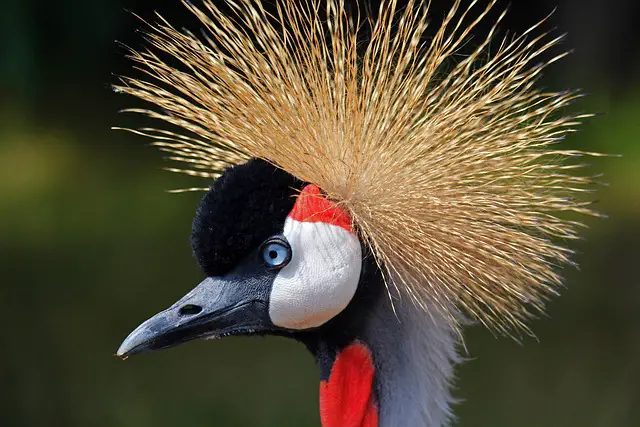 Black-Crowned Crane