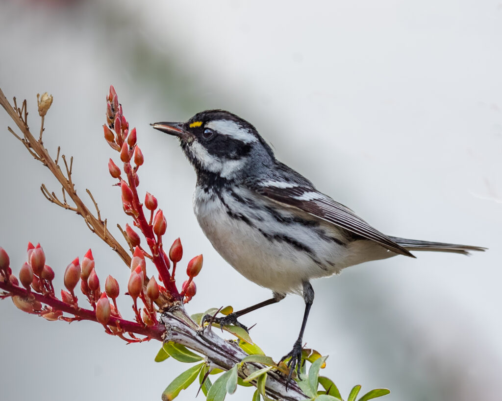 Black-throated Gray Warbler