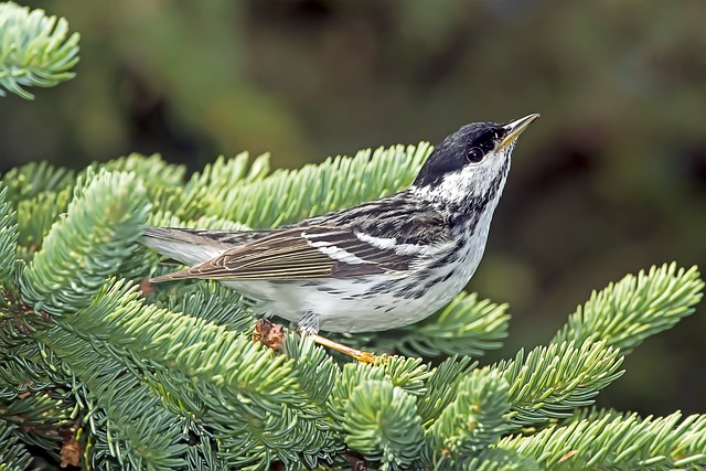 Blackpoll Warbler