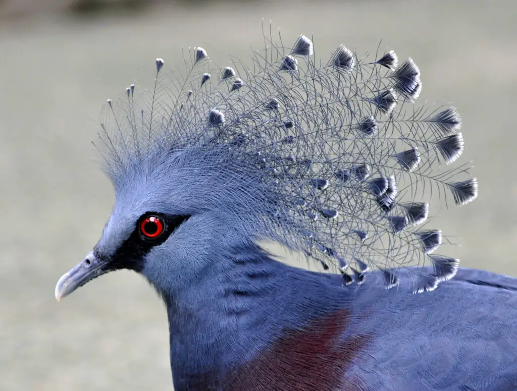 Blue-Capped Pigeon