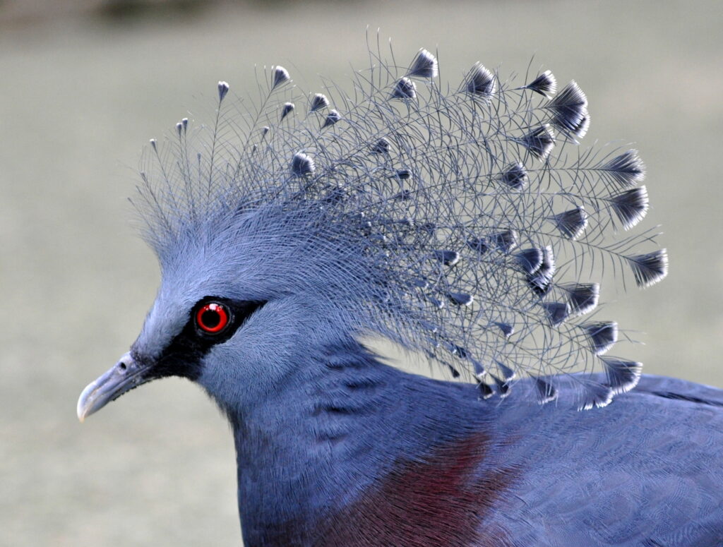 Blue-Capped Pigeon