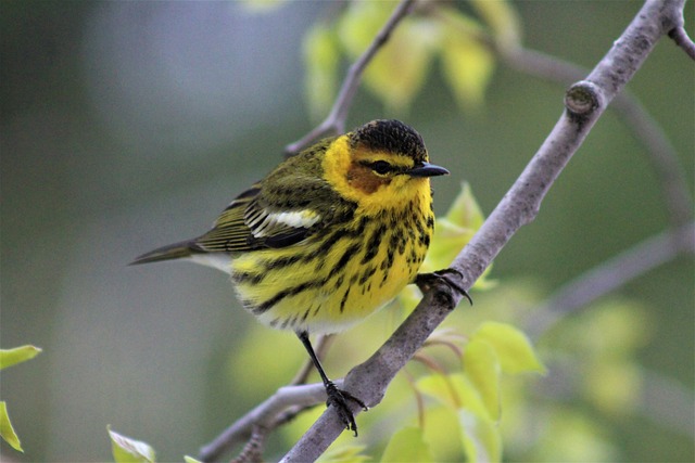 Cape May Warbler