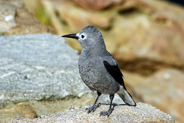 Clark’s Nutcracker