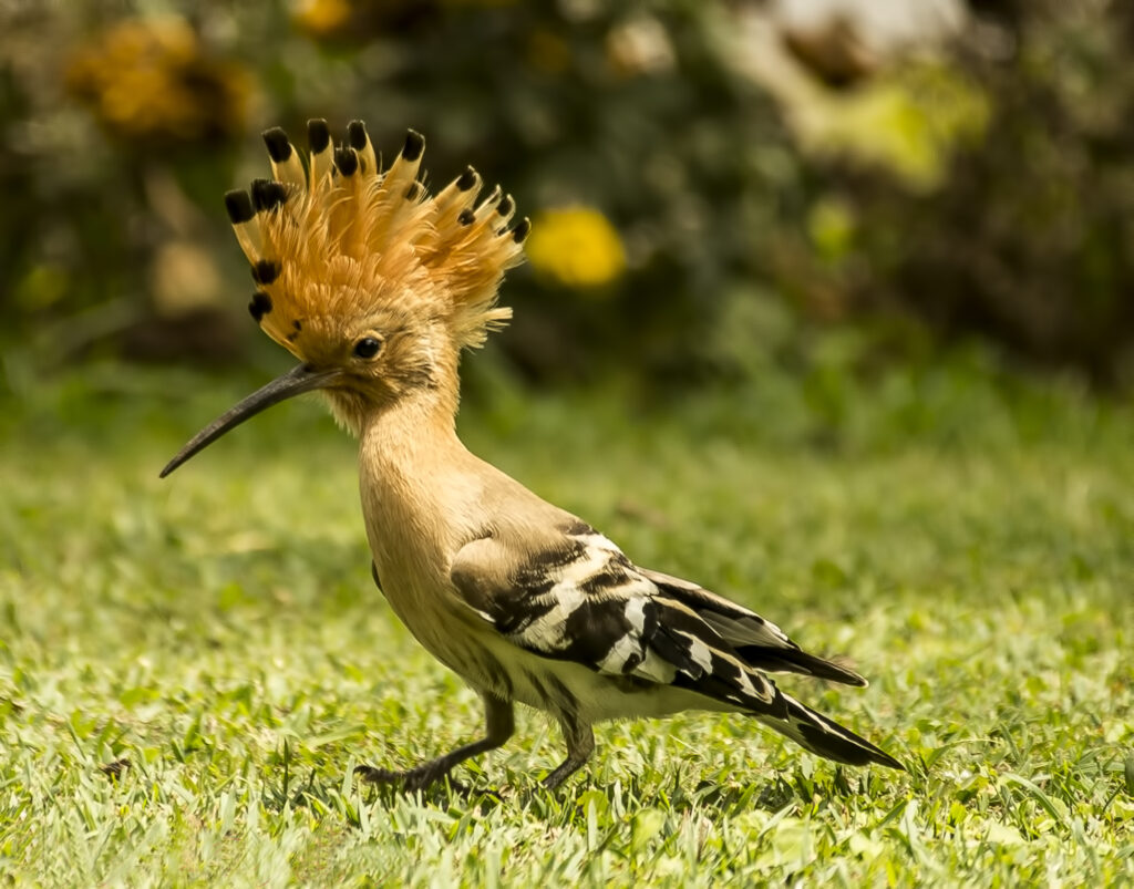 Common Hoopoe