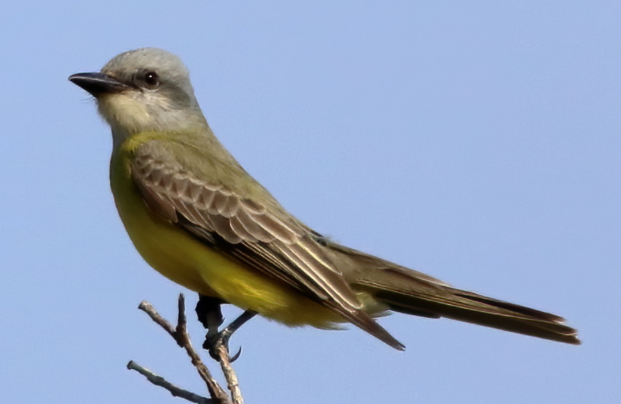 Couch's Kingbird