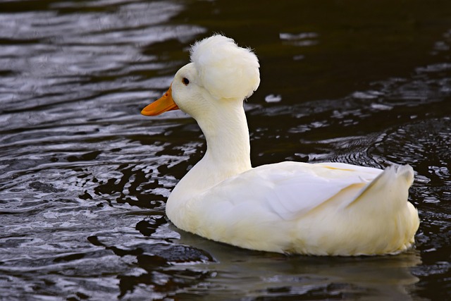 Crested Duck