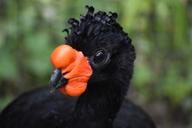 Curassow