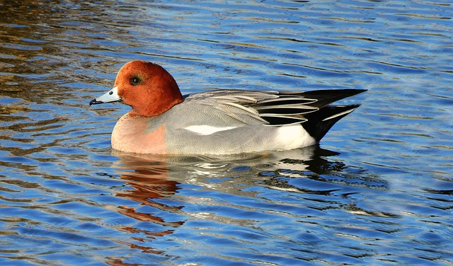 Eurasian Wigeon