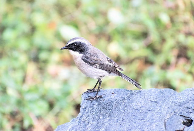 Gray Flycatcher