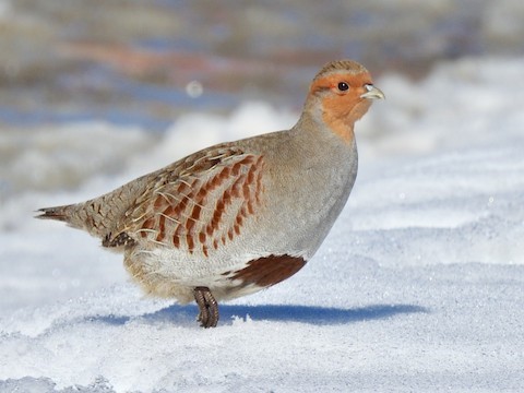 Gray Partridge