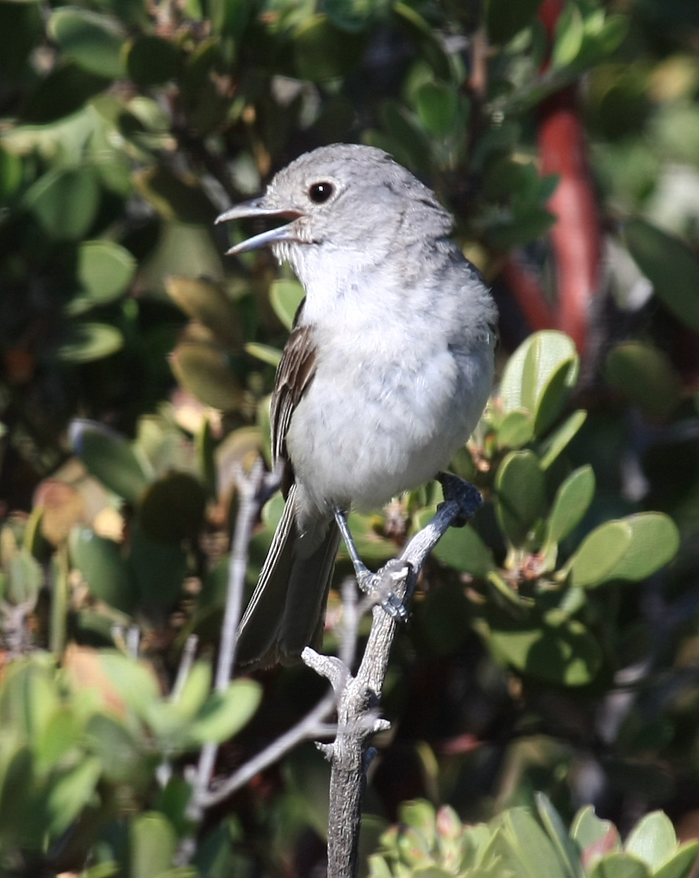 Gray Vireo