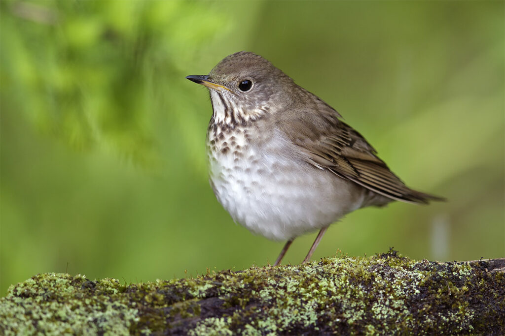 Gray-cheeked Thrush