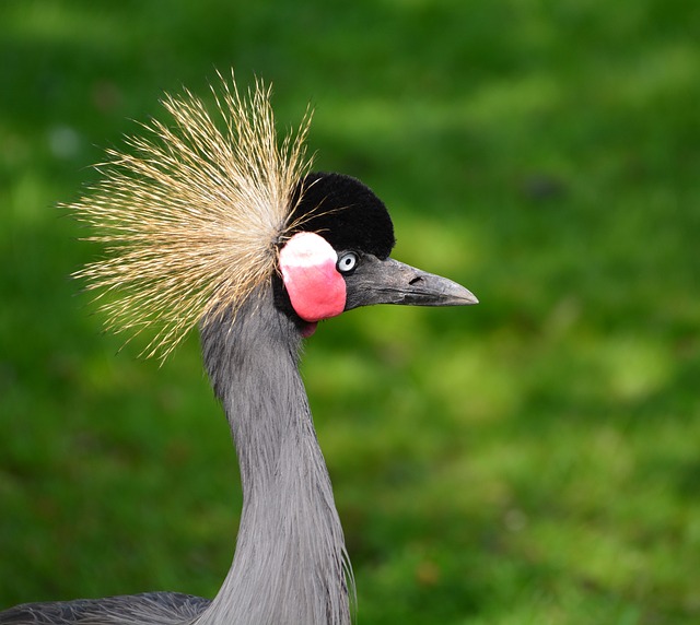 Grey Crowned Crane