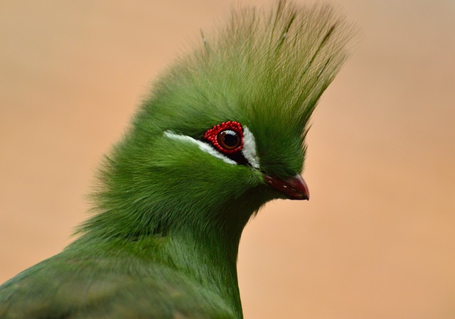 Guinea Turaco