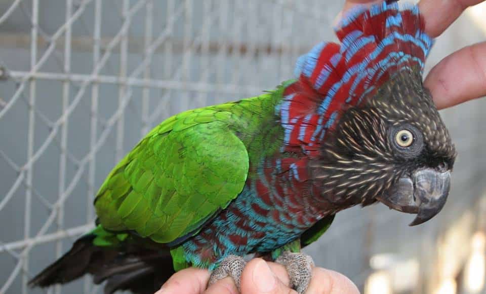 Hawk-Headed Parrot