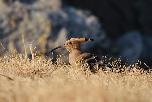 Hoopoe