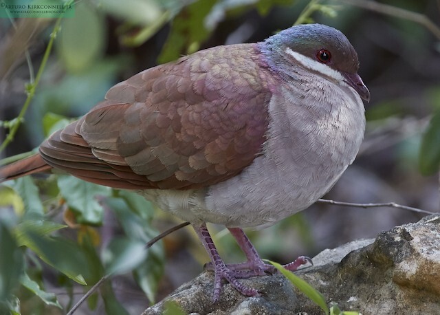 Key West Quail-dove