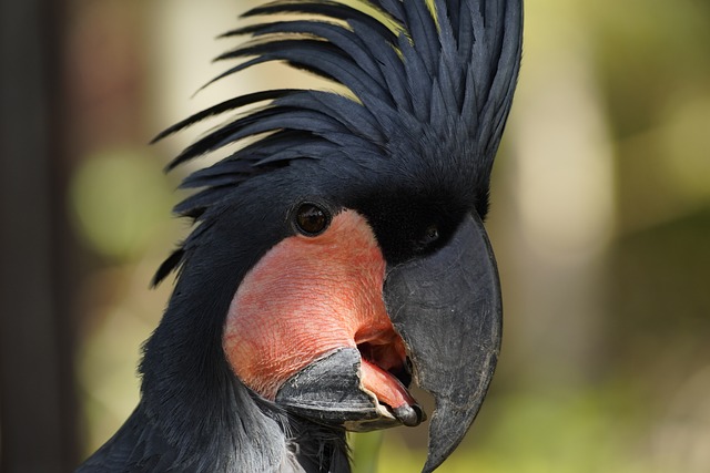 Palm Cockatoo