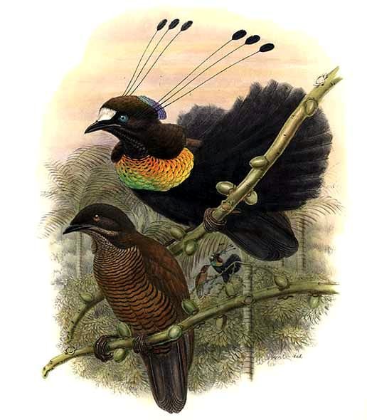 Parotia