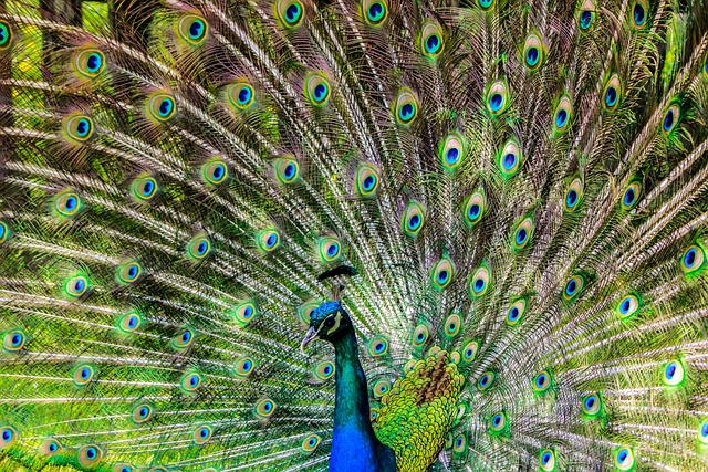 Peacock Flying