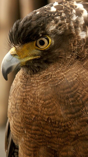 Philippine Eagle