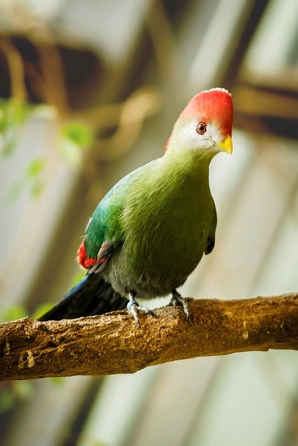 Red-Crested Turaco