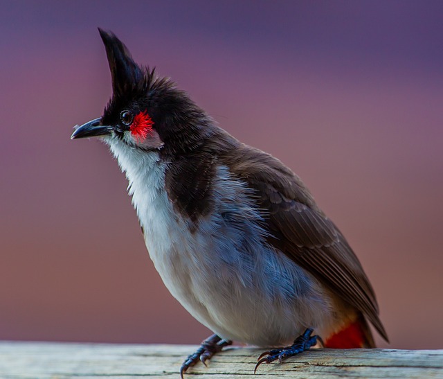 Red-whiskered bulbul