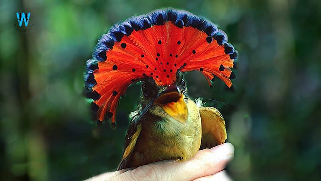 Royal Flycatcher