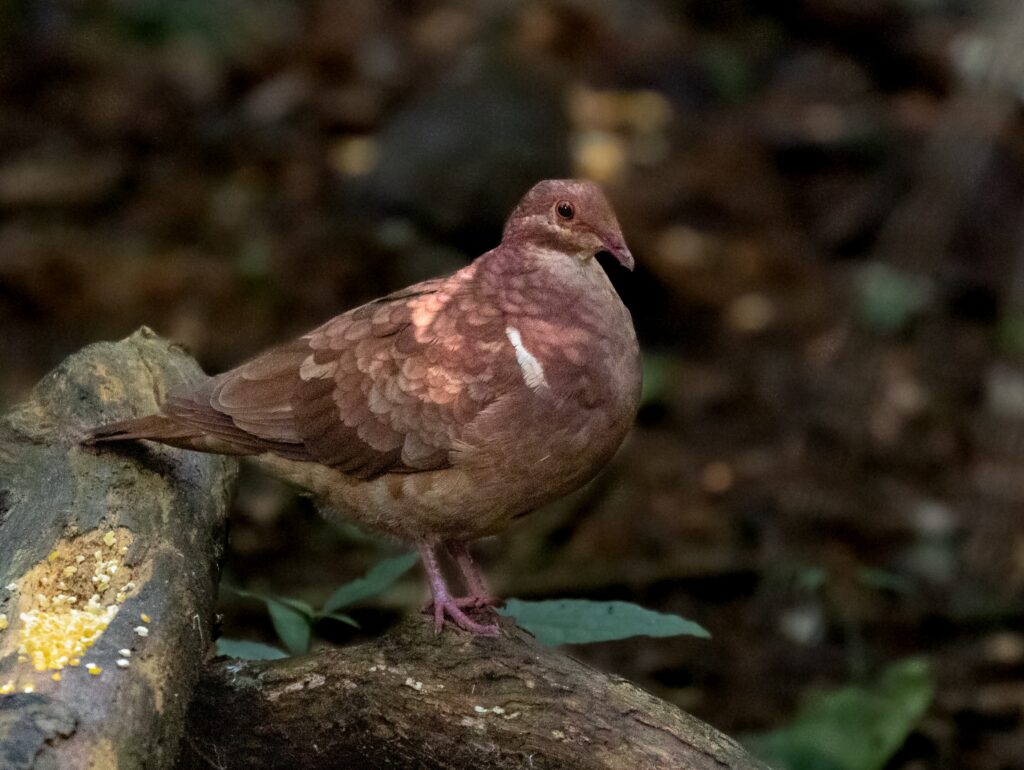 Ruddy Quail-Dove