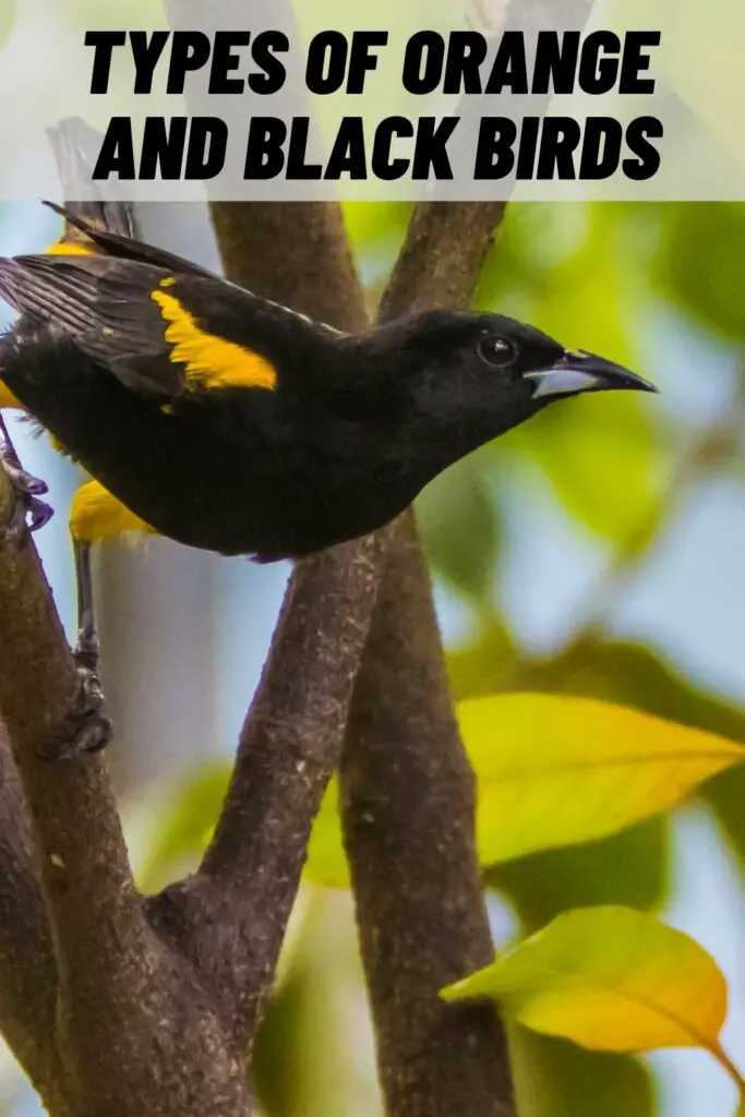 Types of Orange and Black Birds