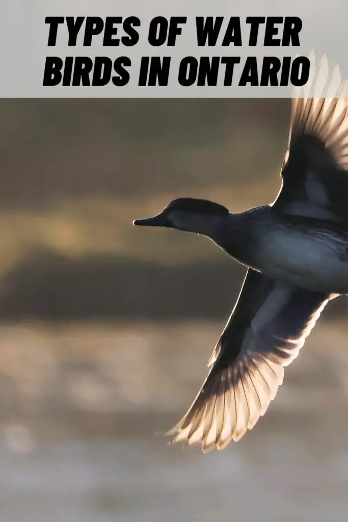Types of Water Birds in Ontario