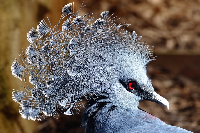 Victoria-Crowned Pigeon