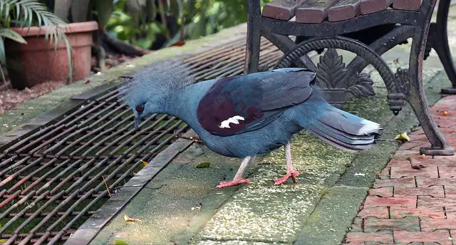 Western-Crowned Pigeon