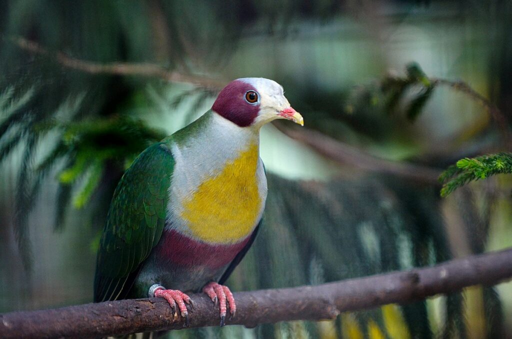 Yellow-Breasted Fruit Dove