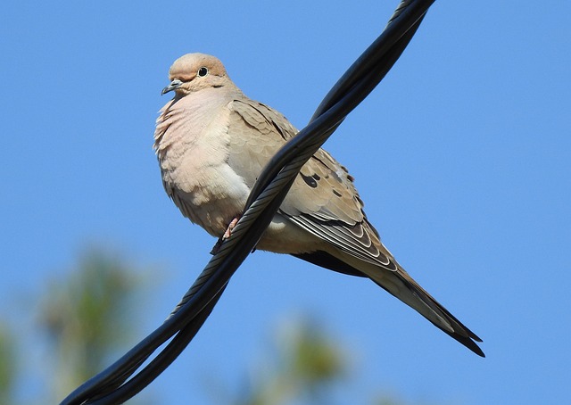 Zenaida Dove